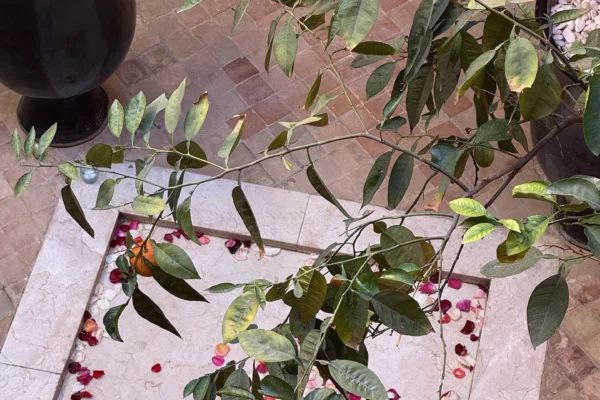 riadhermes-riad-a-marrakech-photoriad-16